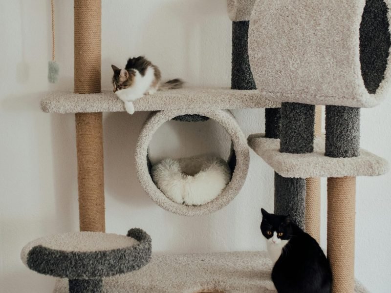 pexels-arina-krasnikova-7725617 pexels-arina-krasnikova-7725617